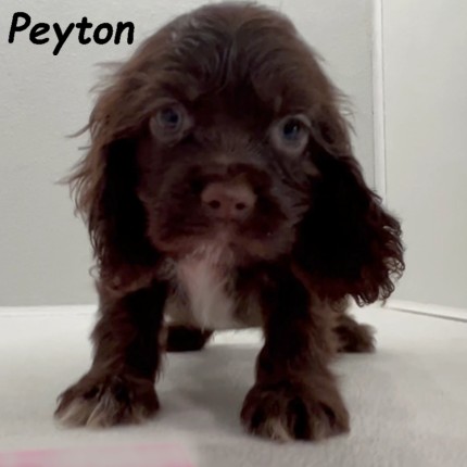puppy, for, sale, Cocker Spaniel, Joe & Cherri  Overlease, dog, breeder, Miller, MO, dog-breeder, puppy-for-sale, forsale, nearby, find, puppyfind, locator, puppylocator, aca